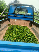 Lemon Ikan